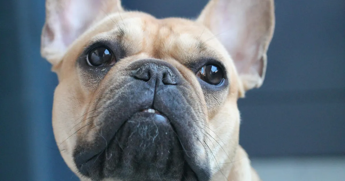 French Bulldog: The Compact Charmer
