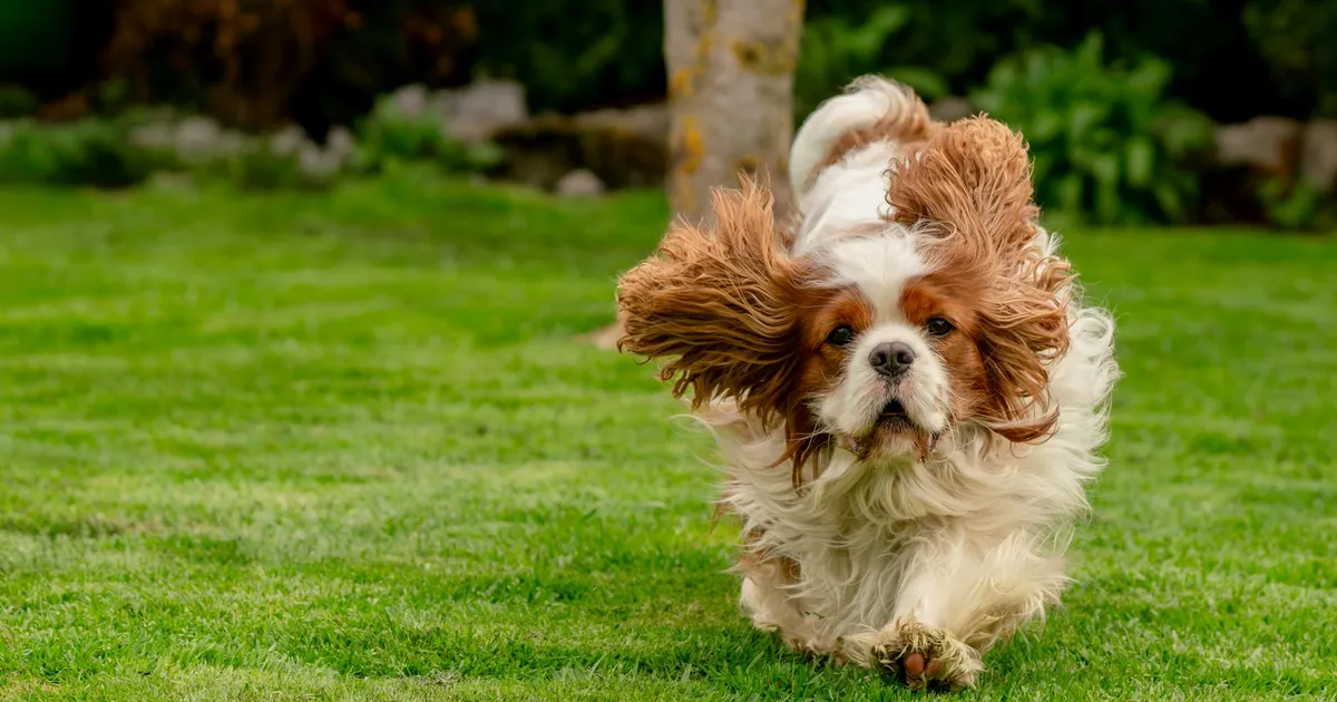 Cavalier King Charles Spaniel: Gentle and Adaptable