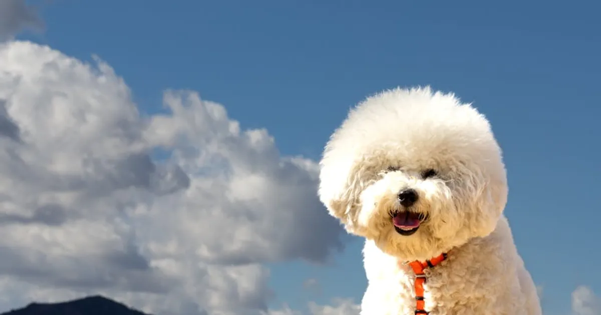 Bichon Frise: The Cheerful Cloud