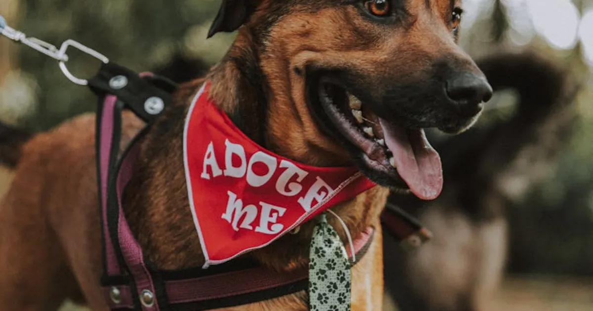 Understanding Canine Anxiety in Adopted Dogs