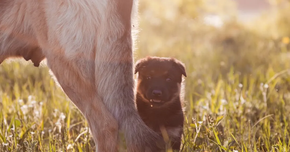 Understanding Puppy Vulnerability to Heat